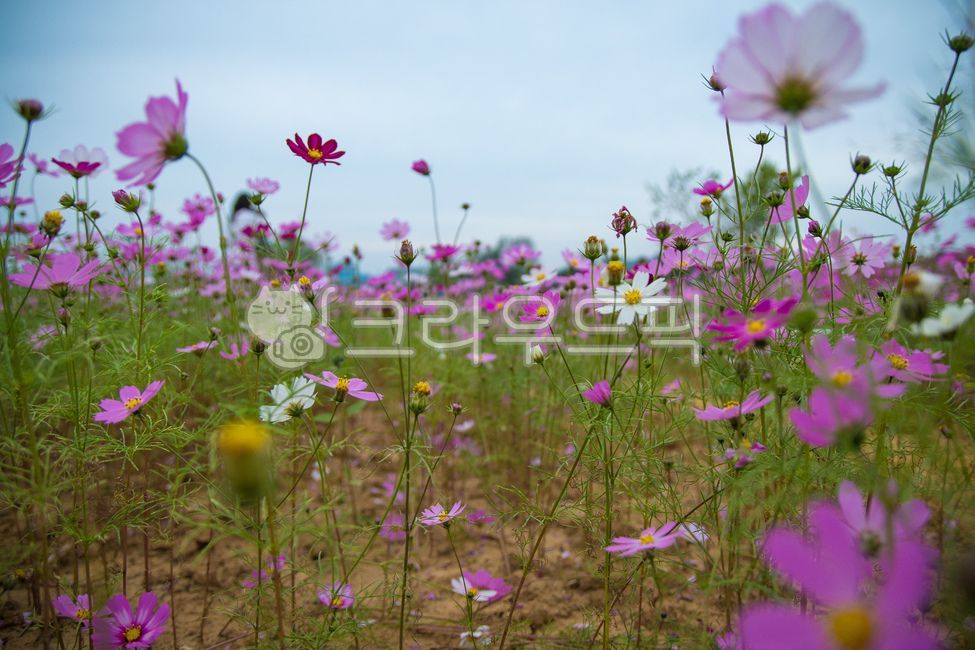 꽃,식물,자연,보라색,아웃포커싱,nature,옥외,목초지,field,들,outdoors,plant,grassland,꽃잎