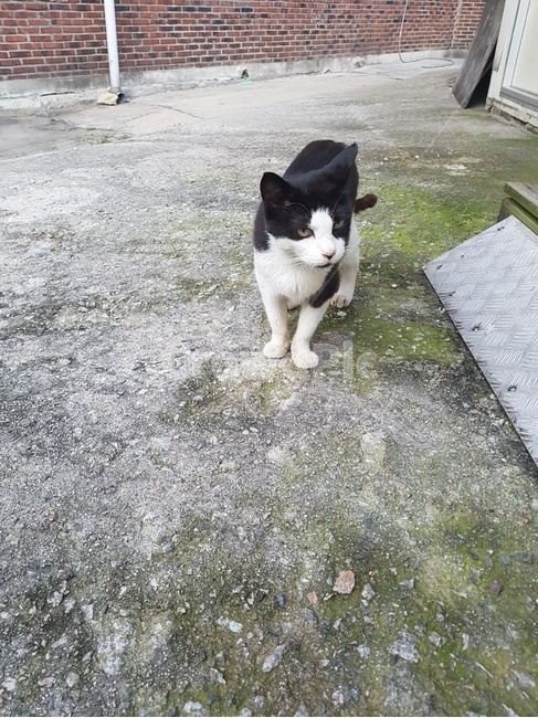 pet,고양이,cat,animal,동물,길고양이,동물,animal,포유류,mammal,고양이,cat,kitten,kitty