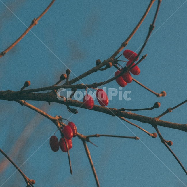 하늘,나무,산수유,감성,색감,필름,식물,자연,plants,nature,과일,열매,fruit,감성,sensible,feeling