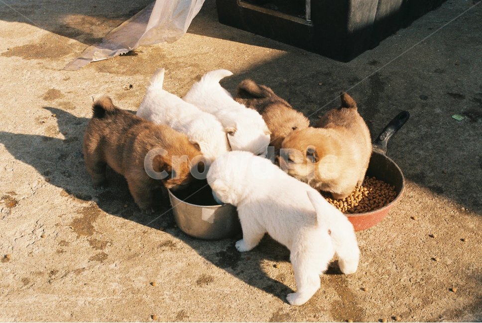 강아지,puppy,시골,필름,감성,동물,animal,포유류,mammal,개,강아지,dog,doggy
