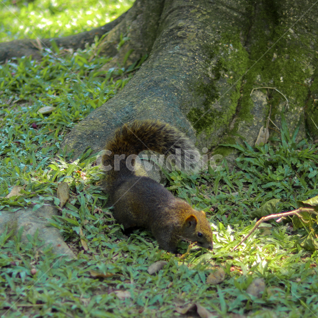 청설모,동물,animal,squirrel,야생동물,동물,animal,포유류,mammal