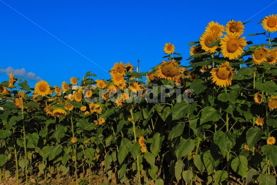 해바라기,꽃,식물,배경,하늘,파란색,초록색,노란색,sunflower,flower,식물,자연,plants,nature,꽃,flower