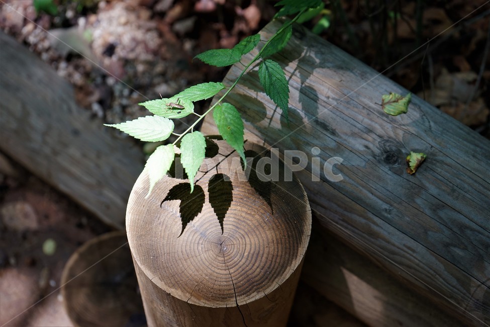 나뭇잎,그늘,빛,숲,자연,leaves,shadow,light,forest,nature,식물,자연,plants,nature