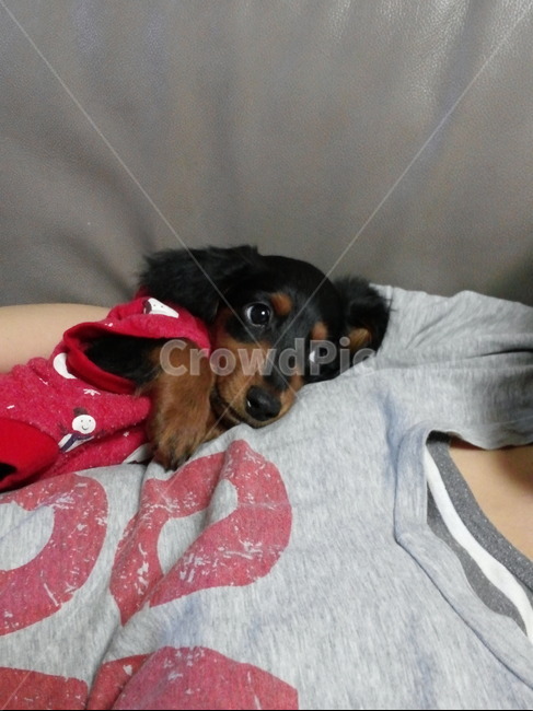 강아지,닥스훈트,편안한,생각,귀여운