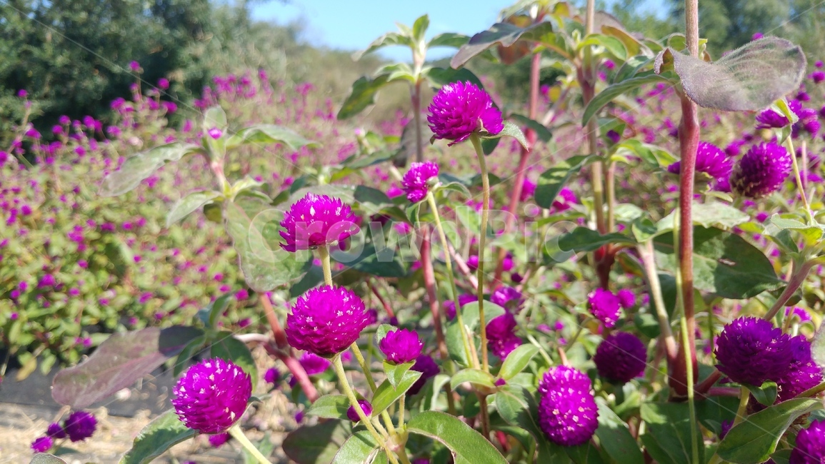 꽃,자연,식물,flower,nature,pink,분홍,plant,blossom