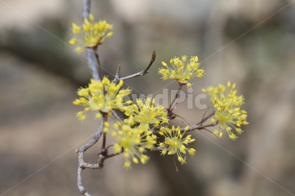 산수유,꽃,층층나무,식물,구례산수유축제,봄,계절,spring,season,식물,자연,plants,nature,꽃,flower,plant