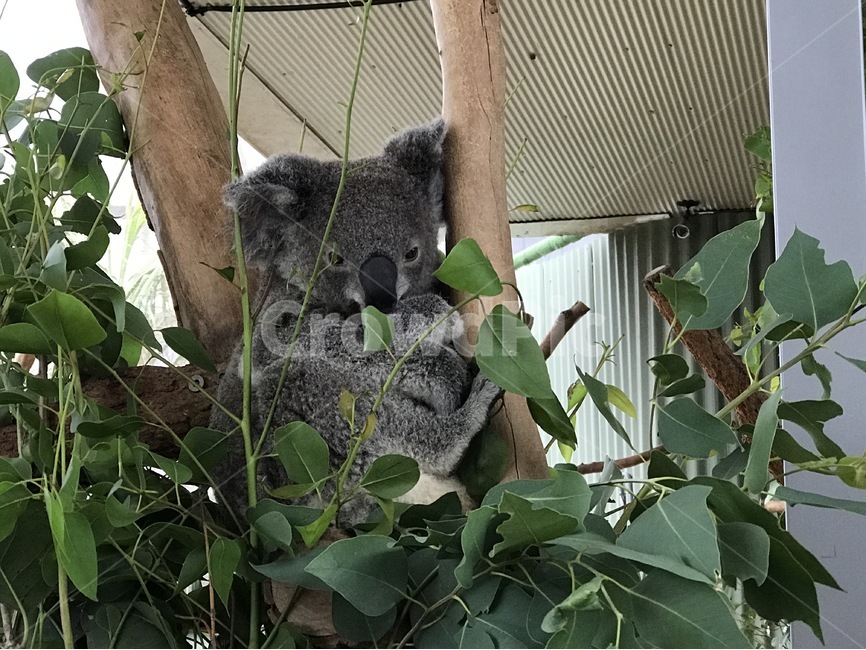 코알라,유대류,유칼리,휴식,낮잠,동물,animal,포유류,mammal