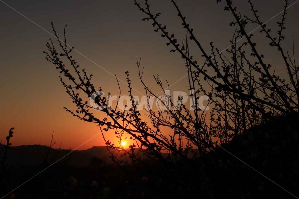 일출,해돋이,매화,실루엣,sunrise,자연,풍경,nature,landscape,outdoors,옥외,sunset,일몰,dawn,새벽,red sky,붉은 하늘,sky,하늘,dusk,황혼