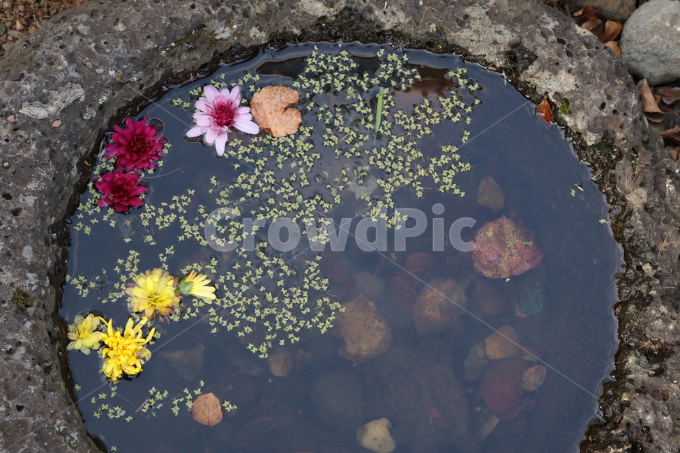 plant,식물,꽃,flower,물,식물,자연,plants,nature,꽃,flower