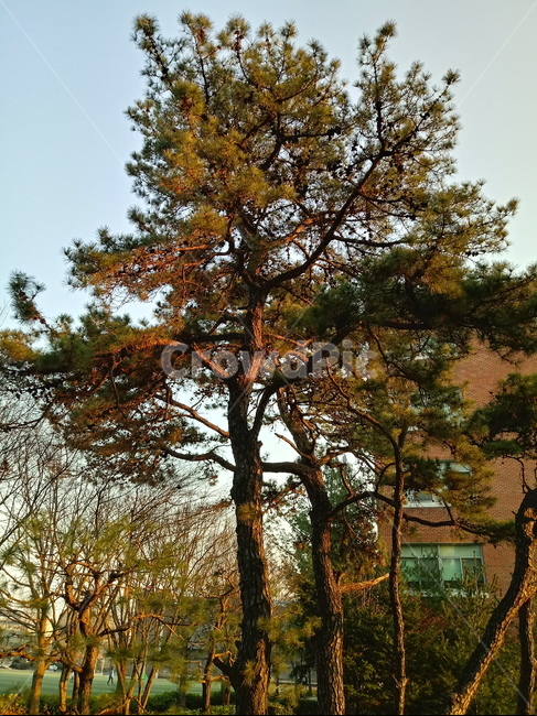 나무,나무줄기,나무가지,식물,tree,treetrunk,plant,소나무
