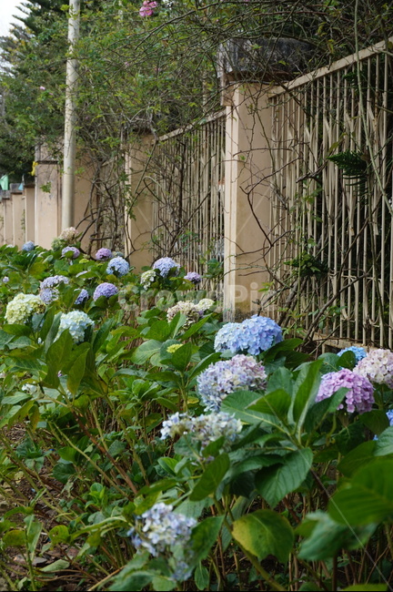 달랏,달랏꽃,수국,길거리꽃,달랏수국,식물,자연,plants,nature,꽃,flower