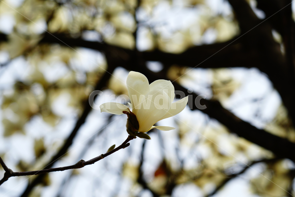 목련,봄꽃,한국자연,꽃,꽃사진,플라워,flower,봄,spring,식물,plants,자연,nature,풍경,landscape,계절,season,snap,스냅,접사,macro,closeup,클로즈업,감성사진,감성,힐링,healing,느낌,feel,feeling,꽃밭,화단,나무,나뭇가지,tree,꽃봉오리,4월,April,목련꽃,봄,계절,spring,season,식물,자연,plants,nature,꽃,flower,plant,petal,꽃잎,blossom