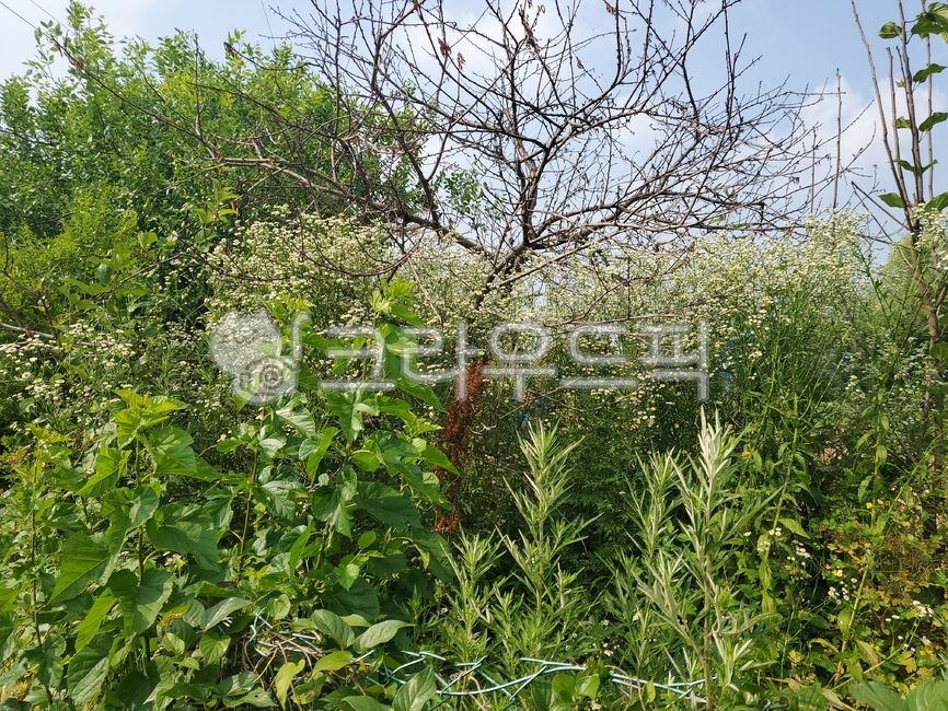 여름,나무,식물,나뭇가지,여름풍경