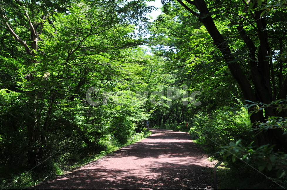 제주도,한라산둘레길,사려니숲길,16km,신록,자연,풍경,nature,landscape,식물,plants,나무,trees,wood,outdoors,옥외,garden,정원,arbour,정자,tree,plant