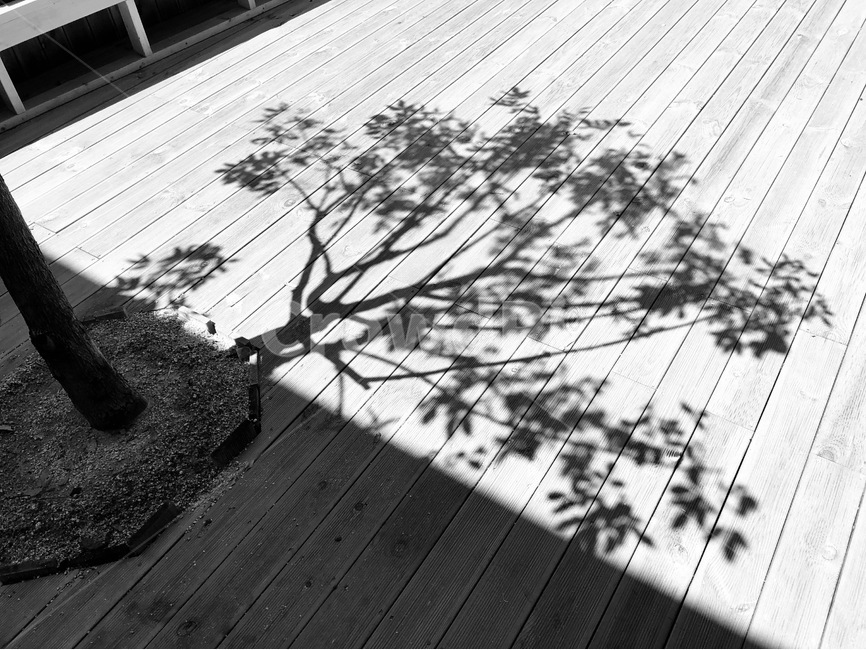 나무,흑백,그림자,오후,야외,식물,자연,plants,nature,나무,trees,wood,흑백,모노톤,monochrome,black and white