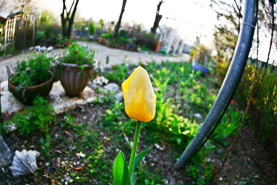 원주허브팜,허브농장,튜율립,herb,허브팜,봄,계절,spring,season,식물,자연,plants,nature,꽃,flower,plant,blossom