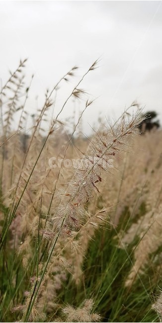 억새,가을,계절,자연,식물,이슬,하늘,페니세튬,식물,자연,plants,nature