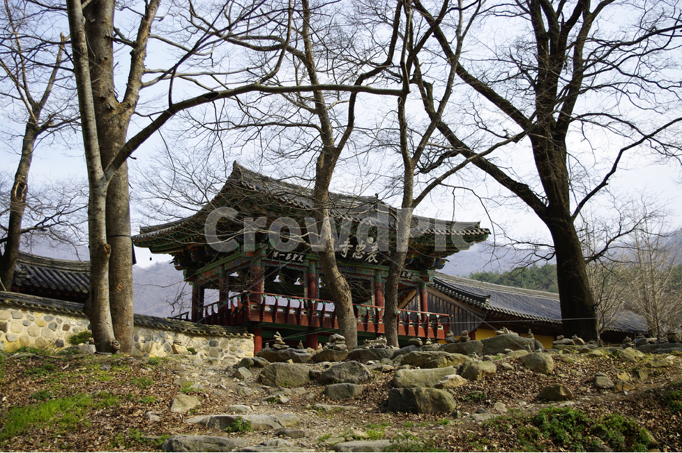 풍경,한국,밀양,표충사,사찰,절,한국전통,한국문화,korean traditional,korean culture,식물,자연,plants,nature,나무,trees,wood,종교,신앙,religion,belief,faith