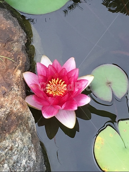 연꽃,식물,flower,꽃,plant,바위,물,blossom,싱그러움,조화