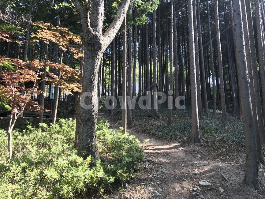 자연,숲,나무,숲속,숲길,산속,산책,맑은공기