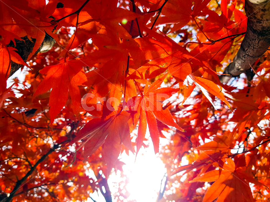 단풍,잎,단풍나무,가을,빨간,maple,leaf,plant,tree,가을,계절,fall,autumn,season,식물,자연,plants,nature