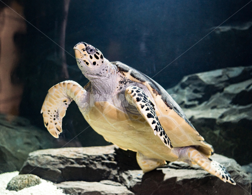 Turtle,turtle,ocean,aquarium