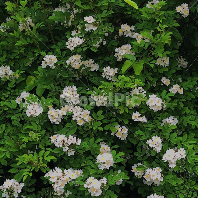 꽃,찔레꽃,babybrier,식물,flower