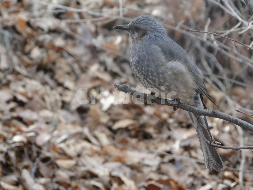 새,참새,동물,bird,animal