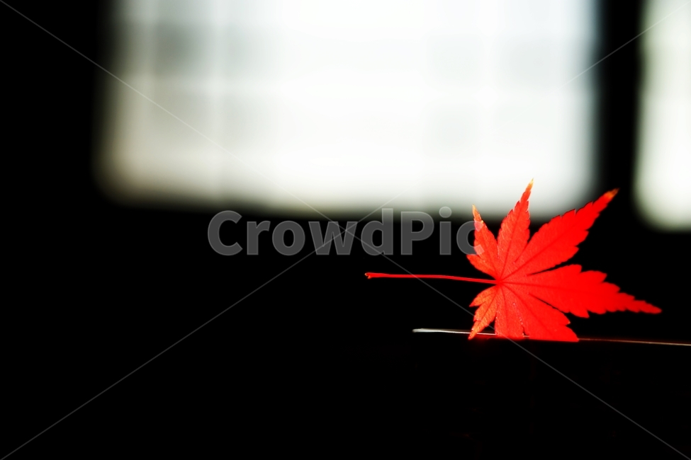 단풍,단풍잎,단풍나무,낙엽,가을,가을,계절,fall,autumn,season,leaf,잎,plant,식물,tree,나무