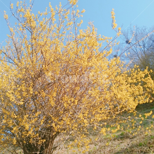 봄,꽃,봄꽃,개나리,spring,flower,풍경,landscape,자연,nature,봄,계절,spring,season,식물,자연,plants,nature,꽃,flower,tree,나무,plant