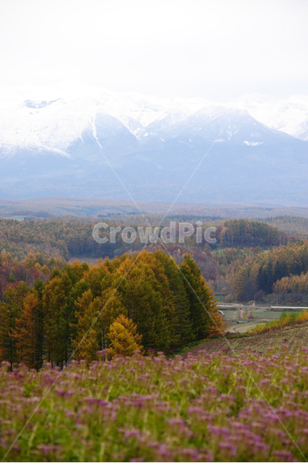 일본,홋카이도,비에이,설산,가을,겨울,눈,자연,풍경,nature,landscape,시골,마을,country,rural,town,해외,외국,세계,foreign,oversea,world,세계자연풍경,해외자연풍경,외국자연풍경,world nature landscape,outdoors,옥외,tree,나무,plant,식물,fir,전나무,abies,아비,grassland,목초지,field,들