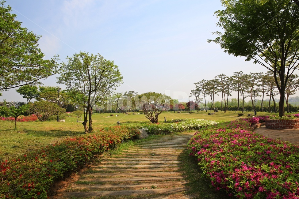 경기,안성,서일농원,tree,나무,treetrunk,나무줄기,grass,잔디,outdoors,옥외,plant,식물,ground,바닥