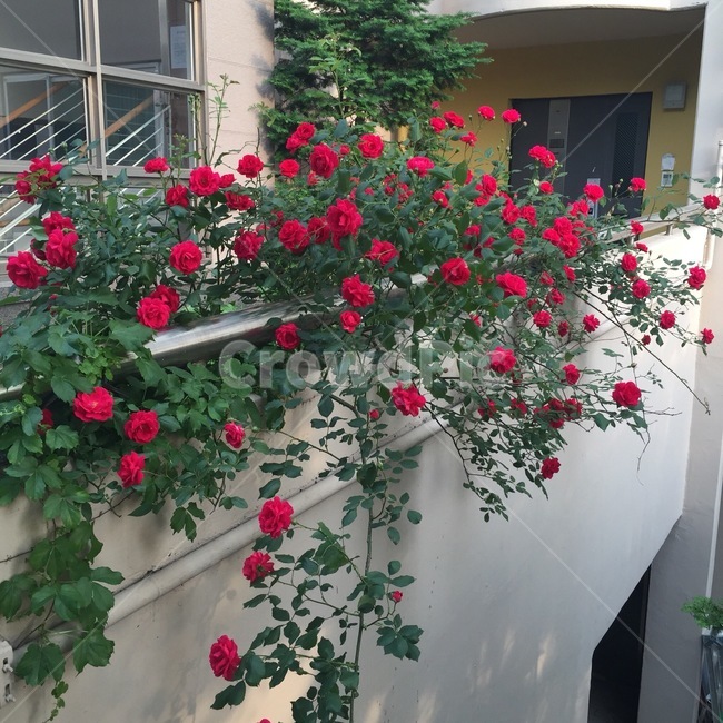 장미,봄,꽃,넘쿨,red,식물,자연,plants,nature,꽃,flower