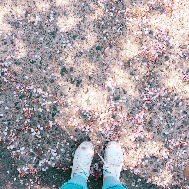 운동화,벚꽃,꽃잎,cherryblossom,flowers,풍경,봄꽃,벚꽃나무,계절,springseason,식물,자연,plants,nature,꽃,flower,나무,trees,wood,감성,sensible,feeling,푸른하늘,spring,봄감성,blossom,산책,햇빛,봄풍경,대구,korea,스니커즈,화창한봄날,바닥에꽃잎