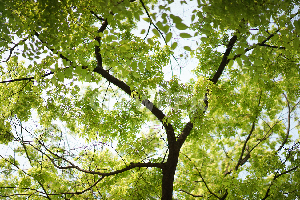 식물,자연,초록,여름,풍경,나무,식물,자연,plants,nature,나무,trees,wood