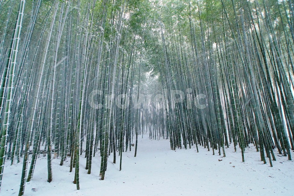 대나무,맹종죽,설경,고창읍성,사군자,겨울,계절,winter,season,자연,풍경,nature,landscape,plant,식물,bamboo