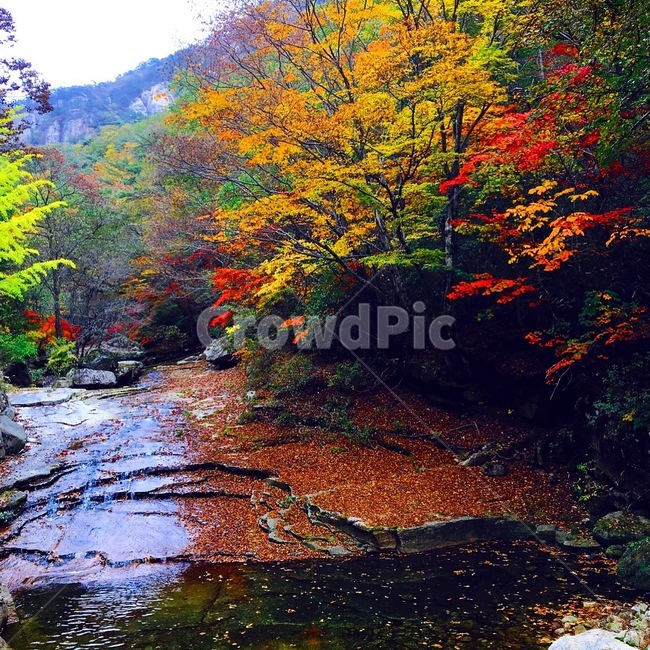 산,계곡,단풍,붉은,노오란,가을,계절,fall,autumn,season,자연,풍경,nature,landscape,tree,나무,plant,식물,water,물,outdoors,옥외,leaf,잎