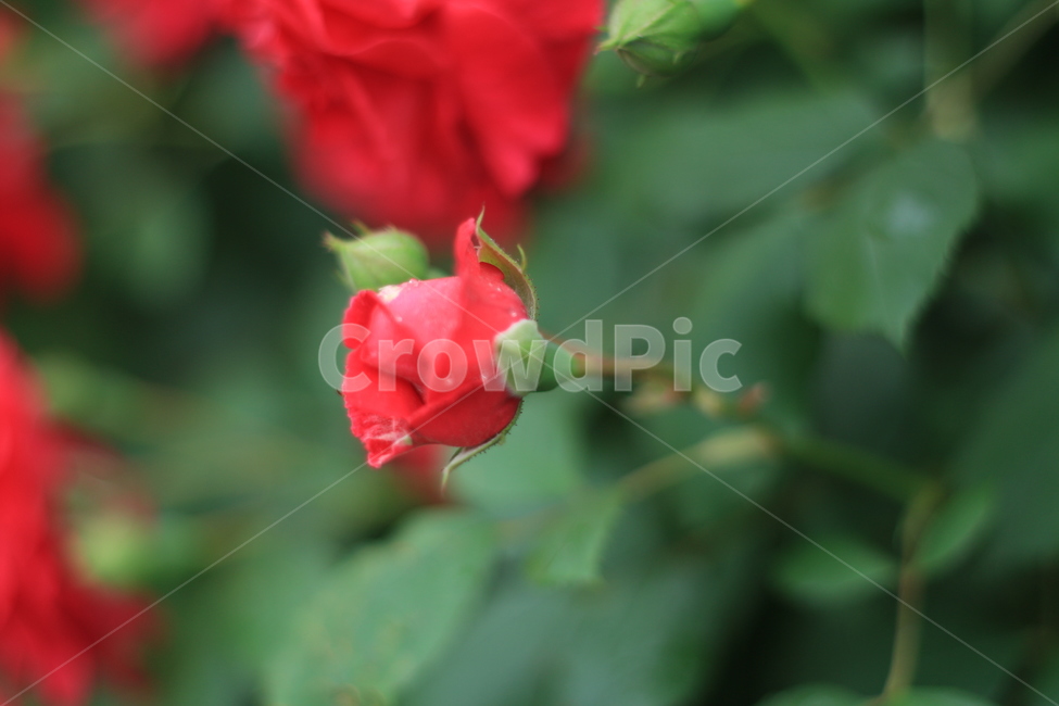 여름,꽃,장미,애증,여왕,식물,자연,plants,nature,꽃,flower