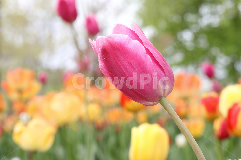 꽃,튤립,꽃밭,봄,계절,색깔,공원,자연,flowers,tulips,spring,season,park,colors,colorful,field,nature,봄,계절,spring,season,식물,자연,plants,nature,꽃,flower,plant