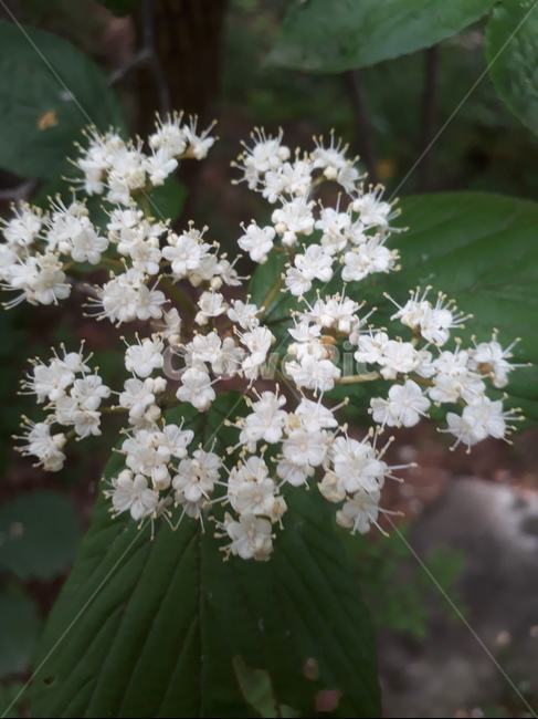 꽃,식물,나무,흰색,가막살나무,식물,자연,plants,nature,꽃,flower