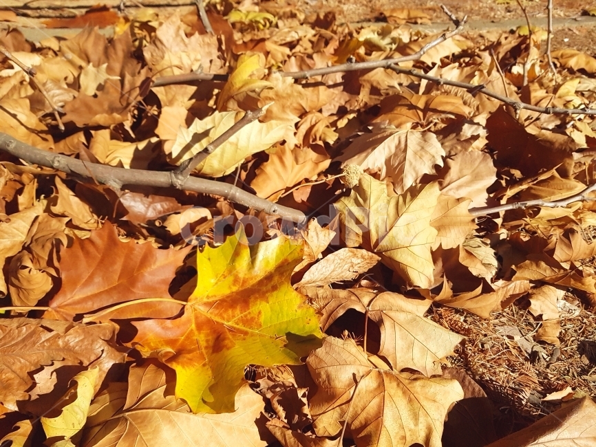 낙엽,자연,가을,감성,풍경,자연풍경,길,길가,가을풍경,monotone,photography,fall,가을,계절,fall,autumn,season,식물,자연,plants,nature,plant,leaf,잎,tree,나무