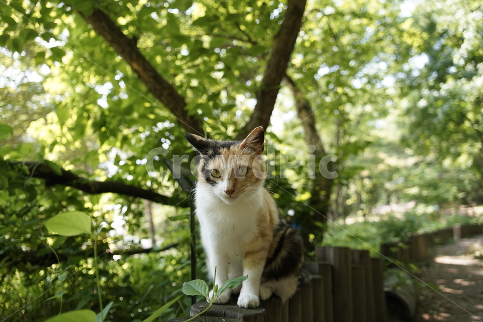 고양이,동물,포유류,길냥이,cat,animal,pet,동물,animal,포유류,mammal,고양이,cat,kitten,kitty