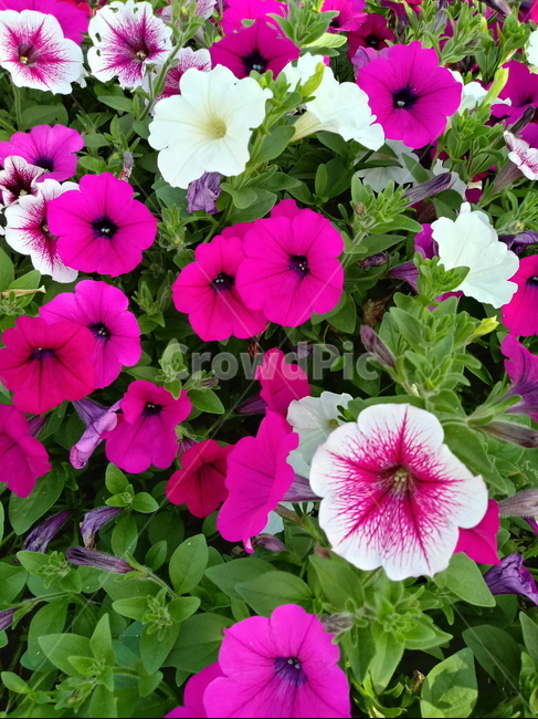 페튜니아,꽃,식물,flower,plant,commongardenpetunia,가지과,한해살이풀,식물,자연,plants,nature,꽃,flower