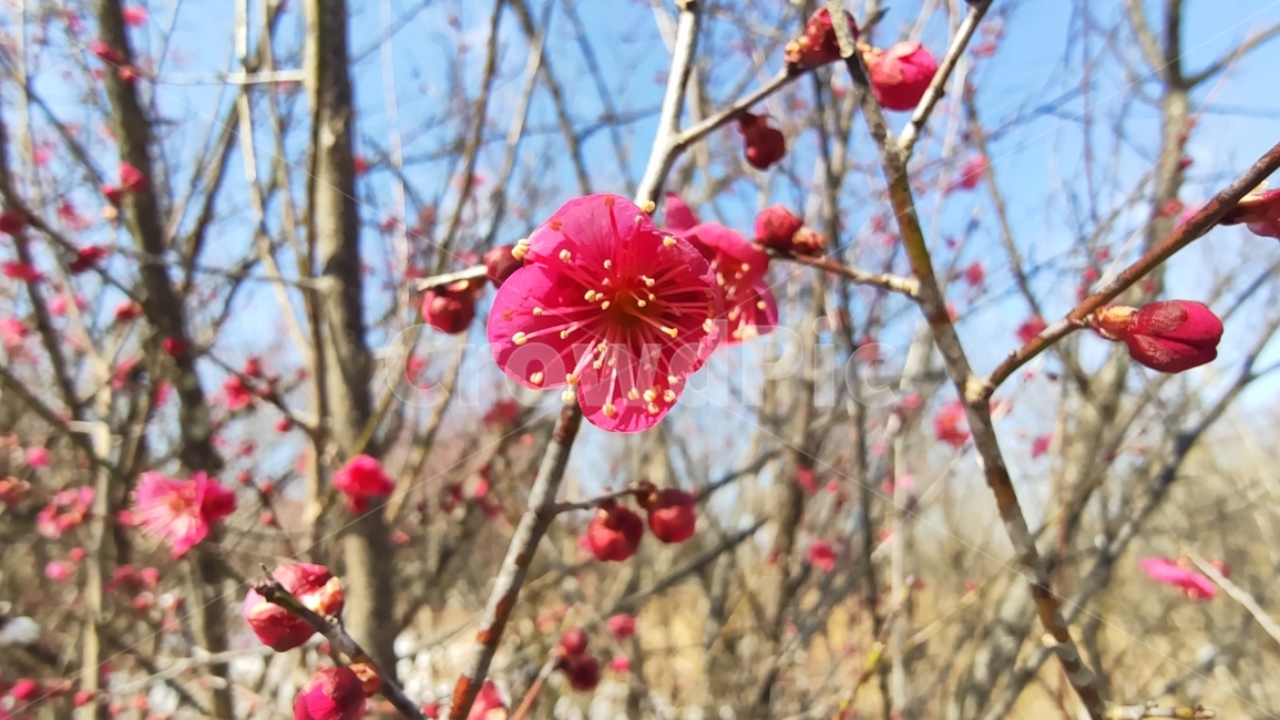홍매화,매화,매화꽃,붉은매화꽃,홍매,자장매,maehwa,plant,식물,flower,blossom,꽃,식물,자연,plants,nature,꽃,flower