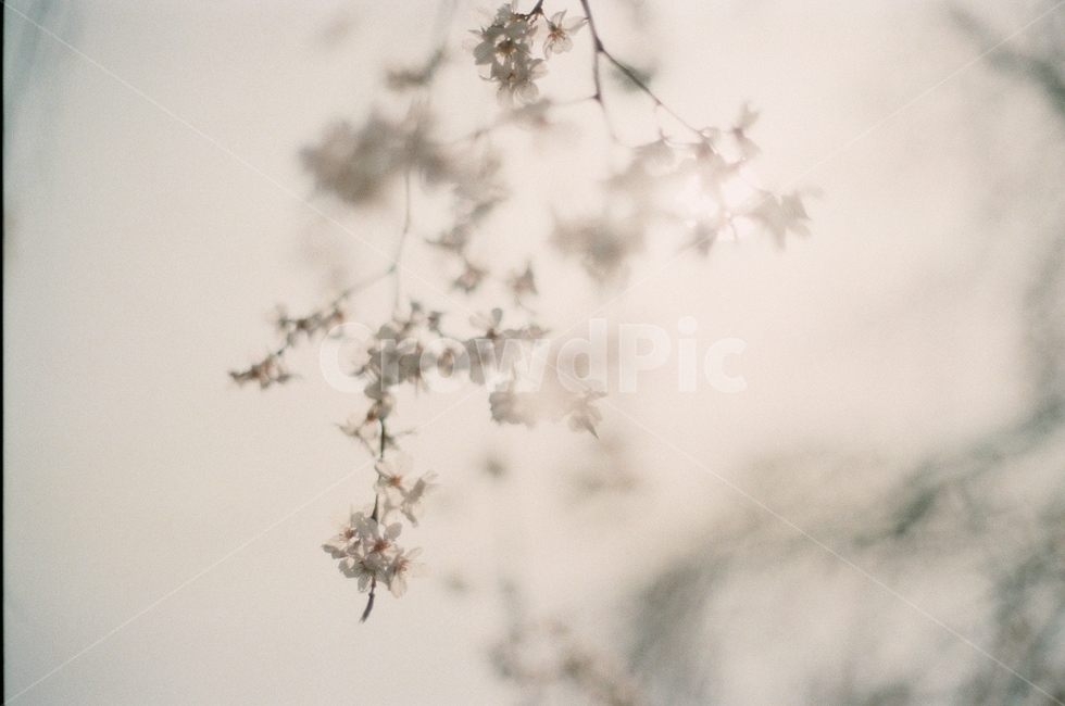 벚꽃,바람,분홍,하늘,풍경,봄,봄,계절,spring,season,식물,자연,plants,nature,꽃,flower,감성,sensible,feeling,plant