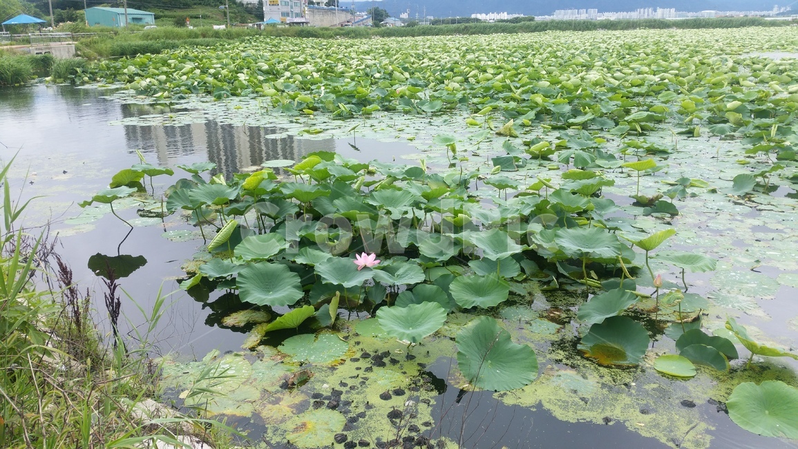 연꽃,연잎,연닢,저수지,연못