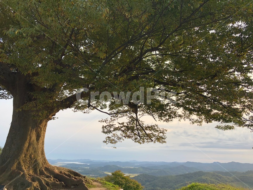 부여사랑나무,사랑나무,부여,나무,고목나무,큰나무,풍경,자연,식물,자연,plants,nature,나무,trees,wood
