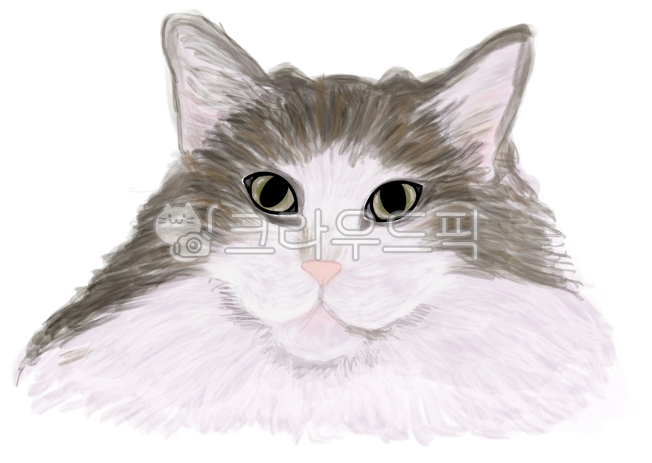 Norwegian forest,play forest,cat,pet cat,meow,cat,Norwegian forest cat,play forest cat,subtle,adult cat,citty,cat portrait,cat illustration,cat picture,white cat,white cat,animal