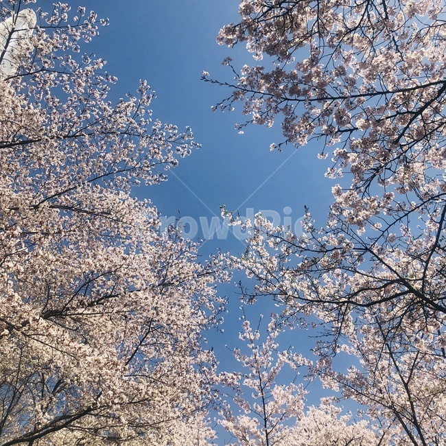 벚꽃,벚꽃나무,벚꽃축제,cherryblossom,사쿠라,봄,계절,spring,season,plant,식물