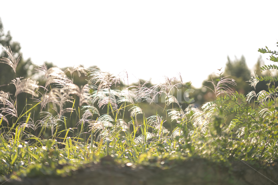 가을,선유도,낙엽,갈대,가을출사지,가을,계절,fall,autumn,season,자연,풍경,nature,landscape,grass,잔디,plant,식물,potted plant,화분,pottery,도기류,jar,항아리,vase,병 장식